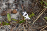 Harper's buttonweed